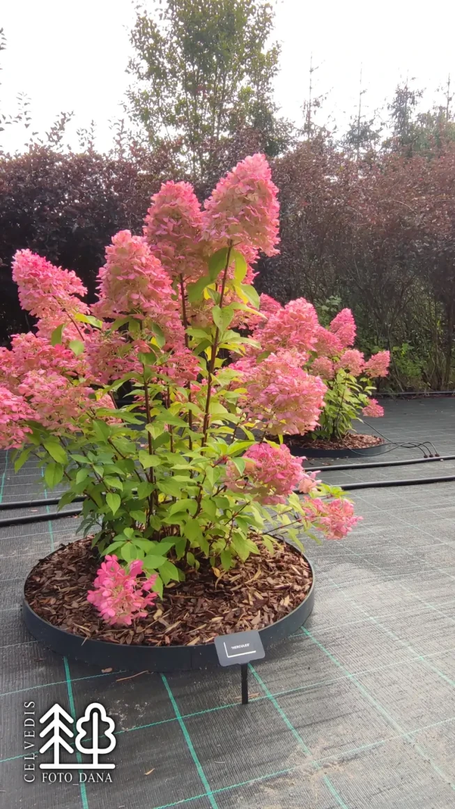 Hydrangea paniculata   'Hercules'